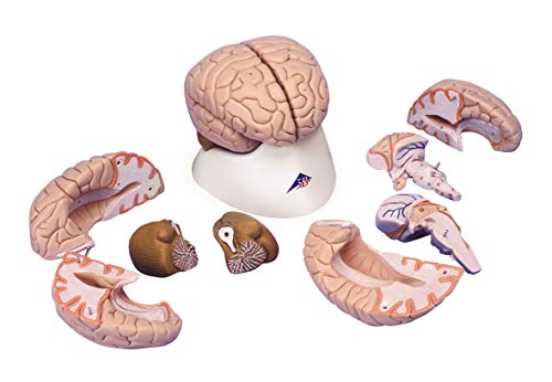 3B Scientific Menschliche Anatomie - Gehirnmodell, 8-teilig + kostenlose Anatomie App - 3B Smart Anatomy, C17 von 3B Scientific