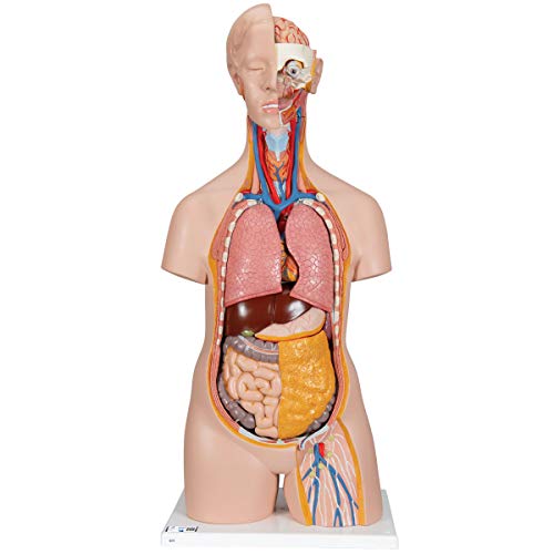 3B Scientific Menschliche Anatomie - Geschlechtsloser Klassik Torso, 14-teilig + kostenlose Anatomie App - 3B Smart Anatomy B13 von 3B Scientific