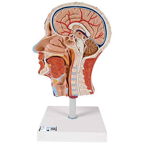 3B Scientific Menschliche Anatomie - Halber Kopf mit Muskulatur + kostenlose Anatomie App - 3B Smart Anatomy von 3B Scientific