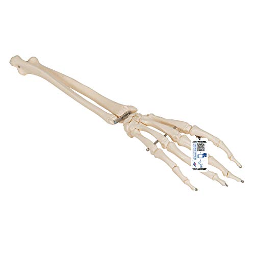3B Scientific Menschliche Anatomie - Handskelett mit Unterarm, auf Draht gezogen + kostenlose Anatomie App - 3B Smart Anatomy, A41 von 3B Scientific