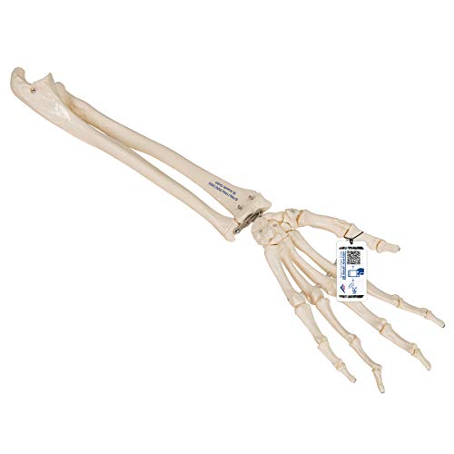 3B Scientific Menschliche Anatomie - Handskelett mit Unterarm, elastisch montiert + kostenlose Anatomie App - 3B Smart Anatomy von 3B Scientific