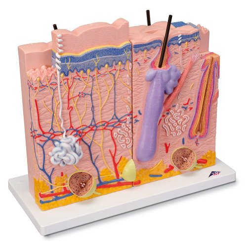 3B Scientific Menschliche Anatomie - Hautmodell, 3-teilig + kostenlose Anatomie App - 3B Smart Anatomy von 3B Scientific