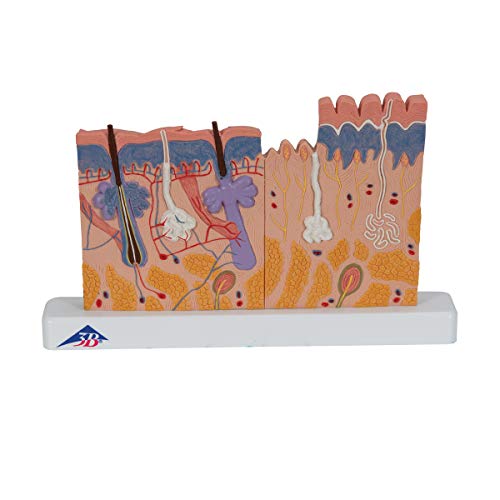 3B Scientific Menschliche Anatomie - Hautschnitt, 40-fache Größe + kostenlose Anatomie App - 3B Smart Anatomy, J11 3B Scientific Menschliche Anatomie - Hautschnitt, 40-fache Größe + kostenlose Anatomie App - 3B Smart Anatomy, J11 von 3B Scientific