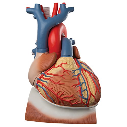3B Scientific Menschliche Anatomie - Herz auf Zwerchfell, 3-fache Größe, 10-teilig, VD251 von 3B Scientific
