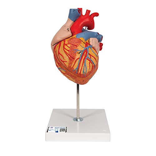 3B Scientific Menschliche Anatomie - Herzmodell, 2-fache Größe, 4-teilig + kostenlose Anatomie App - 3B Smart Anatomy von 3B Scientific