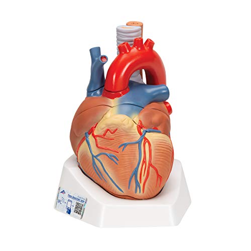 3B Scientific Menschliche Anatomie - Herzmodell, 7-teilig + kostenlose Anatomie App - 3B Smart Anatomy, VD253 von 3B Scientific