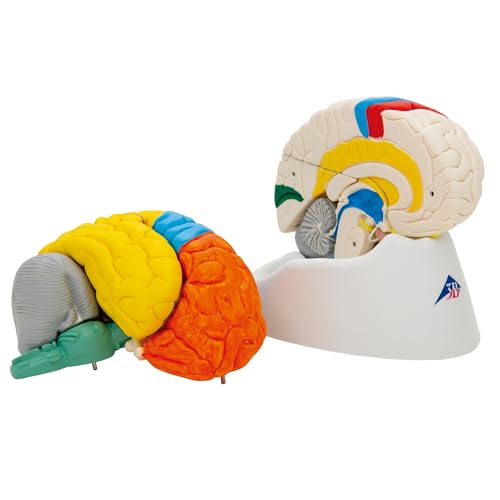 3B Scientific Menschliche Anatomie - Hirnfunktionen-Modell, 8-teilig + kostenlose Anatomie App - 3B Smart Anatomy von 3B Scientific