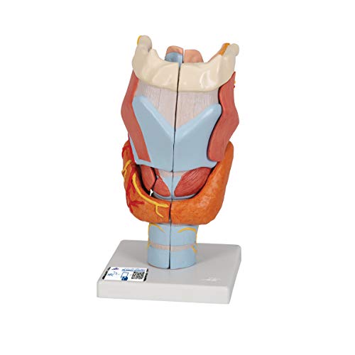 3B Scientific Menschliche Anatomie - Kehlkopfmodell, 2-fache Größe, 7-teilig + kostenlose Anatomie App - 3B Smart Anatomy, G21 von 3B Scientific