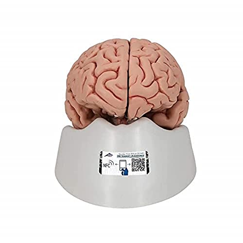 3B Scientific Menschliche Anatomie - Klassik-Gehirn, 5-teilig + kostenlose Anatomie App - 3B Smart Anatomy von 3B Scientific