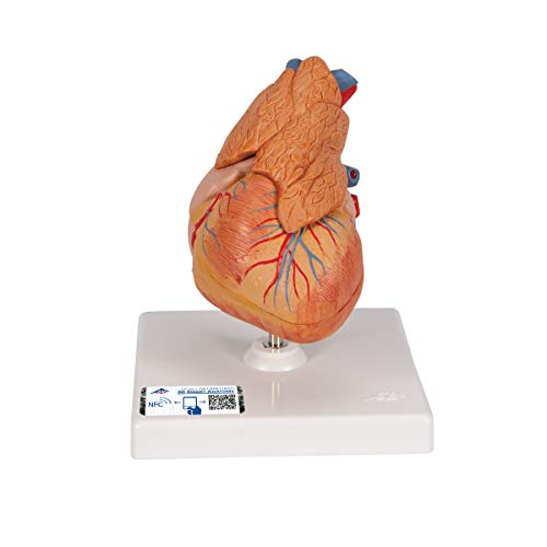 3B Scientific Menschliche Anatomie - Klassik-Herzmodell mit Thymus, 3-teilig + kostenlose Anatomie App - 3B Smart Anatomy, G08/1 von 3B Scientific