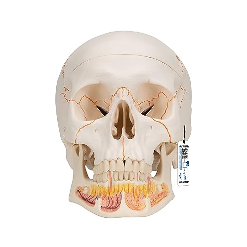 3B Scientific Menschliche Anatomie - Klassik-Schädel mit geöffnetem Unterkiefer mit magnetischen Verbindungen, 3-teilig + kostenlose Anatomie App - 3B Smart Anatomy 3B Scientific Menschliche Anatomie - Klassik-Schädel mit geöffnetem Unterkiefer mit magnetischen Verbindungen, 3-teilig + kostenlose Anatomie App - 3B Smart Anatomy von 3B Scientific