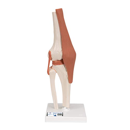 3B Scientific 3B Smart Anatomy A82 Kniegelenk + kostenlose Anatomie App - 3B Smart Anatomy 3B Scientific 3B Smart Anatomy A82 Kniegelenk + kostenlose Anatomie App - 3B Smart Anatomy von 3B Scientific