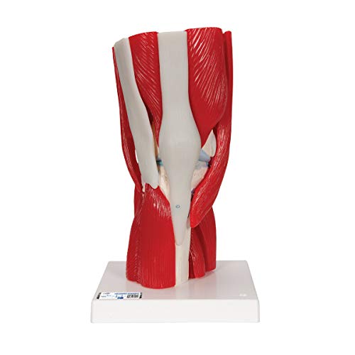 3B Scientific Menschliche Anatomie - Kniegelenkmodell mit abnehmbaren Muskeln, 12-teilig + kostenlose Anatomie App - 3B Smart Anatomy, A882 von 3B Scientific