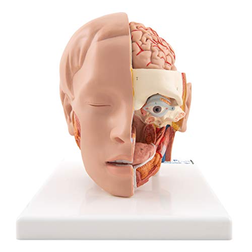 3B Scientific Menschliche Anatomie - Kopfmodell, 6-teilig + kostenlose Anatomie App - 3B Smart Anatomy von 3B Scientific