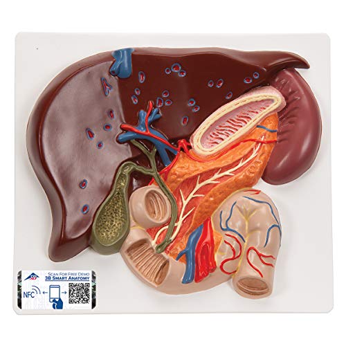 3B Scientific Menschliche Anatomie - Leber mit Gallenblase, Bauchspeicheldrüse und Zwölffingerdarm + kostenlose Anatomie App - 3B Smart Anatomy von 3B Scientific