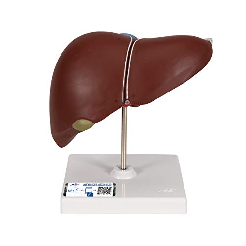 3B Scientific Menschliche Anatomie - Lebermodell mit Gallenblase + kostenlose Anatomie App - 3B Smart Anatomy von 3B Scientific