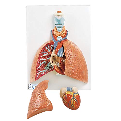 3B Scientific Menschliche Anatomie - Lunge mit Kehlkopf, 5-teilig + kostenlose Anatomie App - 3B Smart Anatomy, VC243 von 3B Scientific