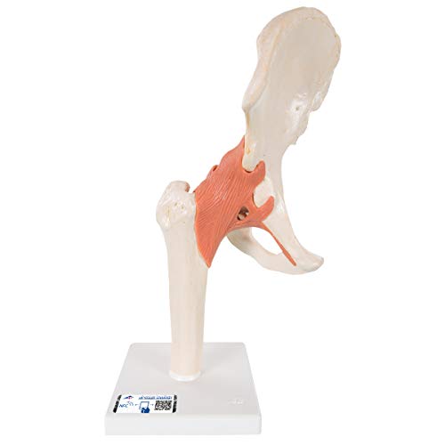 3B Scientific Menschliche Anatomie - Luxus Hüftgelenk-Funktionsmodell + kostenlose Anatomie App - 3B Smart Anatomy, A81/1 3B Scientific Menschliche Anatomie - Luxus Hüftgelenk-Funktionsmodell + kostenlose Anatomie App - 3B Smart Anatomy, A81/1 von 3B Scientific