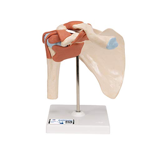 3B Scientific Menschliche Anatomie - Luxus-Schultergelenk mit Bändern + kostenlose Anatomie App - 3B Smart Anatomy, A80/1 von 3B Scientific