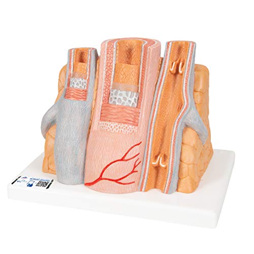 3B Scientific Menschliche Anatomie - MICROanatomy Arterie und Vene - 14-fache Vergrößerung + kostenlose Anatomie App - 3B Smart Anatomy, G42 3B Scientific Menschliche Anatomie - MICROanatomy Arterie und Vene - 14-fache Vergrößerung + kostenlose Anatomie App - 3B Smart Anatomy, G42 von 3B Scientific