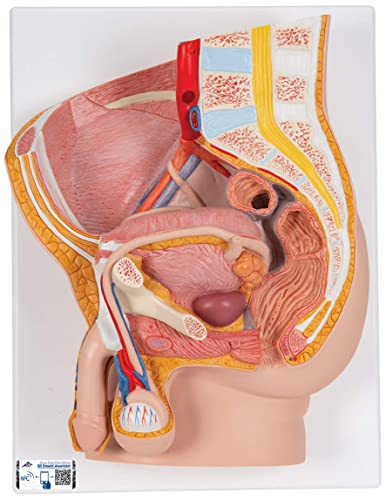 3B Scientific Menschliche Anatomie - Männliches Becken, 2-teilig + kostenlose Anatomie App - 3B Smart Anatomy, H11 3B Scientific Menschliche Anatomie - Männliches Becken, 2-teilig + kostenlose Anatomie App - 3B Smart Anatomy, H11 von 3B Scientific