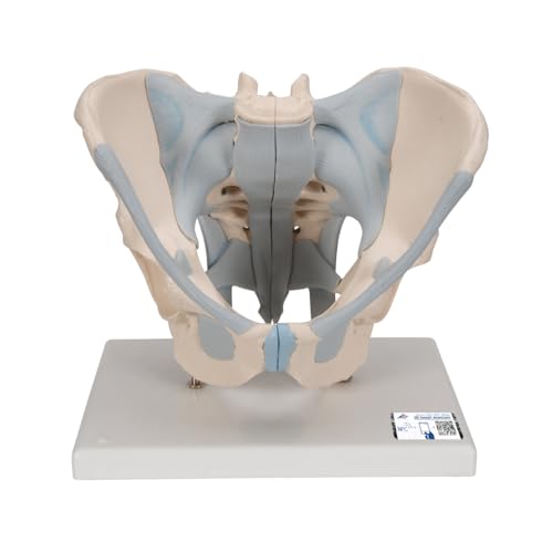 3B Scientific Menschliche Anatomie - Männliches Becken Modell mit Bändern, 2-teilig + kostenlose Anatomie App - 3B Smart Anatomy 3B Scientific Menschliche Anatomie - Männliches Becken Modell mit Bändern, 2-teilig + kostenlose Anatomie App - 3B Smart Anatomy von 3B Scientific