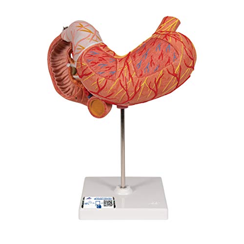 3B Scientific Menschliche Anatomie - Magen, 3-teilig + kostenlose Anatomie App - 3B Smart Anatomy von 3B Scientific