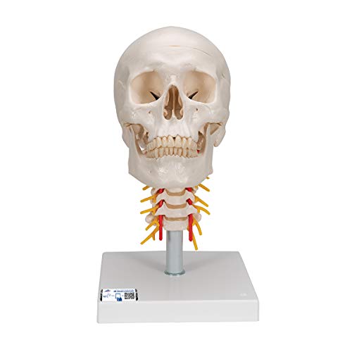 3B Scientific klassisches Schädel-Modell mit Montage, on Cervical Spine, 1 von 3B Scientific