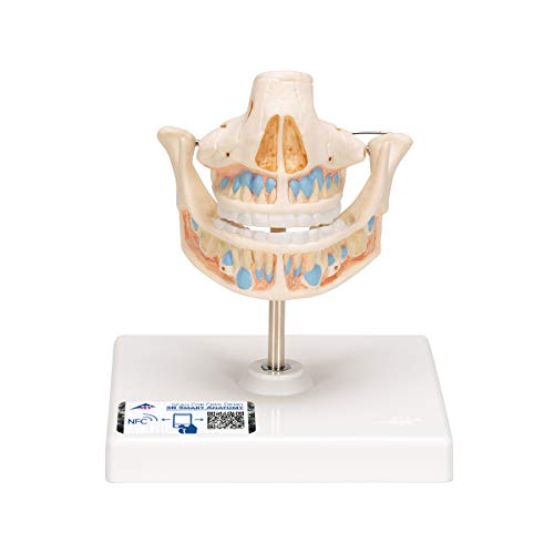 3B Scientific Menschliche Anatomie - Milchgebiss von 3B Scientific