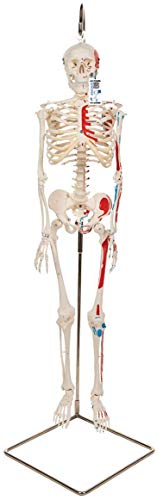 3B Scientific Menschliche Anatomie - Mini-Skelettmodell mit Muskelbemalung an Hängestativ + kostenlose Anatomie App - 3B Smart Anatomy, A18/6 von 3B Scientific