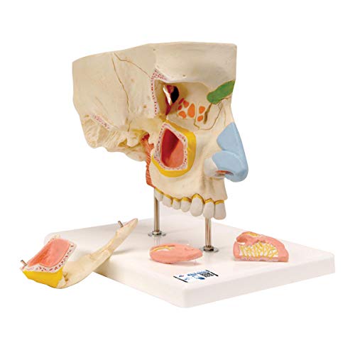 3B Scientific Menschliche Anatomie - Nase mit Nasennebenhöhlen, 5-teilig + kostenlose Anatomie App - 3B Smart Anatomy, E20 von 3B Scientific