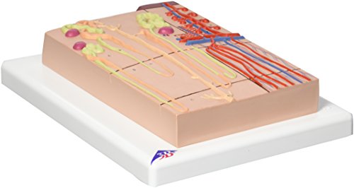 3B Scientific Menschliche Anatomie - Nephron mit Blutgefäßen, 120-fache Größe + kostenlose Anatomie App - 3B Smart Anatomy von 3B Scientific