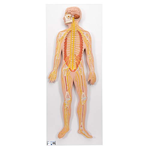 3B Scientific Menschliche Anatomie - Nervensystem, 1/2 natürliche Größe + kostenlose Anatomie App - 3B Smart Anatomy 3B Scientific Menschliche Anatomie - Nervensystem, 1/2 natürliche Größe + kostenlose Anatomie App - 3B Smart Anatomy von 3B Scientific