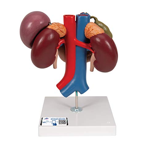 3B Scientific Menschliche Anatomie - Nieren mit hinteren Oberbauchorganen, 3-teilig + kostenlose Anatomie App - 3B Smart Anatomy von 3B Scientific
