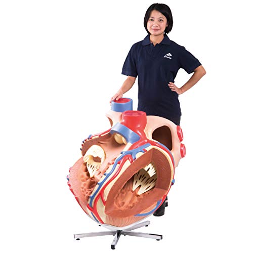 3B Scientific Menschliche Anatomie - Riesen-Herz, 8-fache Größe, VD250 von 3B Scientific