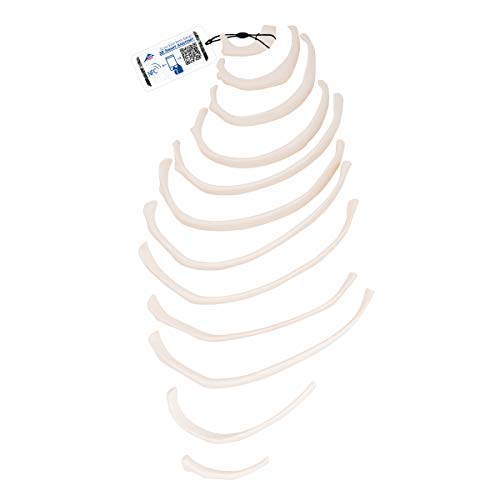 3B Scientific Menschliche Anatomie - Rippenmodelle mit 12 losen Rippen von 3B Scientific