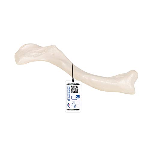 3B Scientific Menschliche Anatomie - Schlüsselbein + kostenlose Anatomie App - 3B Smart Anatomy von 3B Scientific