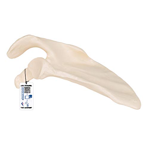3B Scientific Menschliche Anatomie - Schulterblatt + kostenlose Anatomie App - 3B Smart Anatomy von 3B Scientific