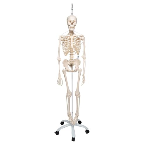 3B Scientific Menschliche Anatomie Skelett Feldi -Das funktionelle Skelett an Metallhängestativ -Lebensgroß, inkl. kostenlose Anatomie App -A15/3S als Lernmodell oder Lehrmittel -3B Smart Anatomy 3B Scientific Menschliche Anatomie Skelett Feldi -Das funktionelle Skelett an Metallhängestativ -Lebensgroß, inkl. kostenlose Anatomie App -A15/3S als Lernmodell oder Lehrmittel -3B Smart Anatomy von 3B Scientific