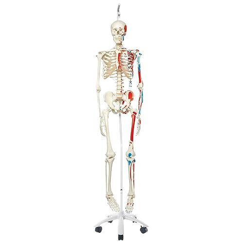 3B Scientific Menschliche Anatomie Skelett Max - mit Muskeldarstellung - Lebensgroß, mit Anatomiesoftware - A11 als Lernmodell oder Lehrmittel - 3B Smart Anatomy, Hängestativ, A11/1 3B Scientific Menschliche Anatomie Skelett Max - mit Muskeldarstellung - Lebensgroß, mit Anatomiesoftware - A11 als Lernmodell oder Lehrmittel - 3B Smart Anatomy, Hängestativ, A11/1 von 3B Scientific