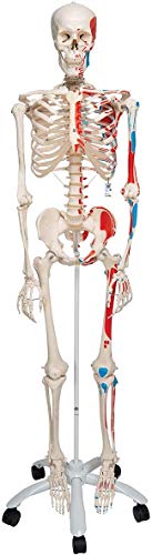 3B Scientific Menschliche Anatomie Skelett Max - mit Muskeldarstellung und Nummerierung - Lebensgroß, inkl. kostenlose Anatomie App - A11 als Lernmodell oder Lehrmittel - 3B Smart Anatomy 3B Scientific Menschliche Anatomie Skelett Max - mit Muskeldarstellung und Nummerierung - Lebensgroß, inkl. kostenlose Anatomie App - A11 als Lernmodell oder Lehrmittel - 3B Smart Anatomy von 3B Scientific
