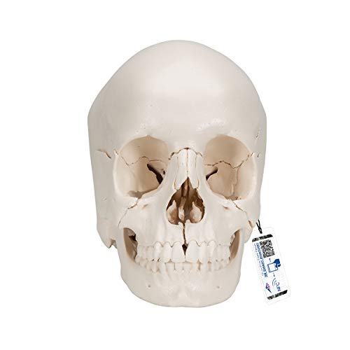3B Scientific Menschliche Anatomie - Steckschädel Modell, in 22 Knochen zerlegbar + kostenlose Anatomie App - 3B Smart Anatomy, A290 von 3B Scientific