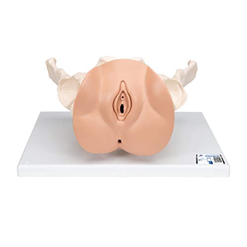 3B Scientific 3B Smart Anatomy L31 Becken-Skelett mit Genitalorganen, 3-teilig + kostenlose Anatomie App - 3B Smart Anatomy von 3B Scientific