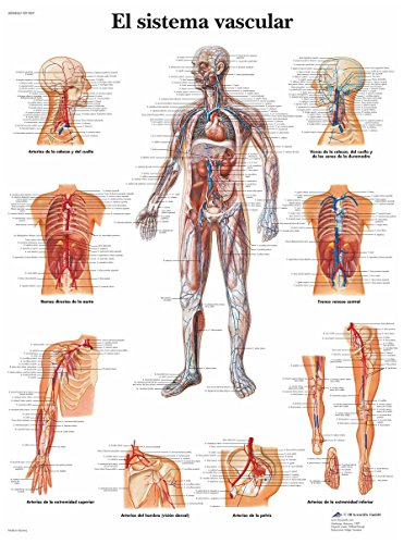 3B Scientific Lehrtafel - El sistema vascular - Spanisch von 3B Scientific