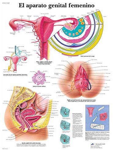 3B Scientific Papier bedruckt, das Geschlechtsorgan weiblich, 1 von 3B Scientific