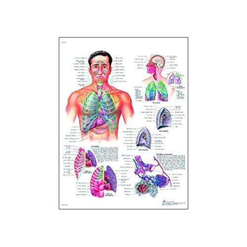 3B Scientific Lehrtafel laminiert - El aparato respiratorio - Spanisch von 3B Scientific