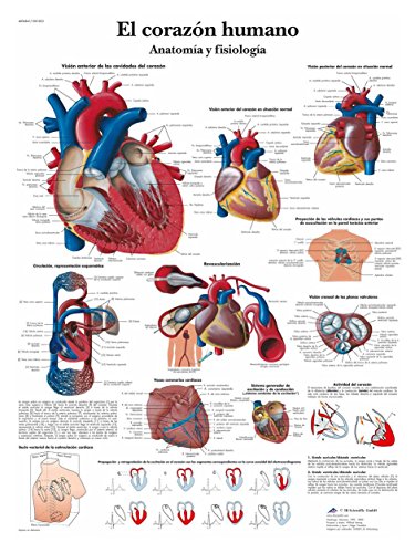 3B Scientific Lehrtafel laminiert - El corazón humano - Anatomía y fisiología - Anatomie und Physiologie - Spanisch von 3B Scientific