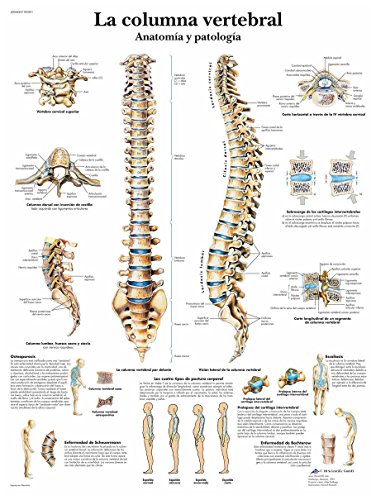 3B Scientific Papier bedruckt, die Wirbelsäule, Anatomie und Pathologie, 1 von 3B Scientific