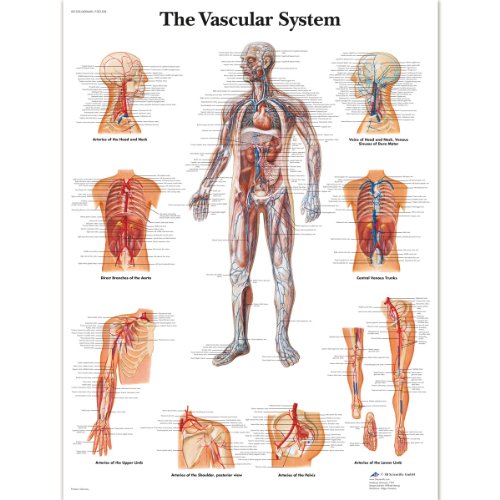 3B Scientific – Schaubild zur menschlichen Anatomie des Blutgefäßsystems „The Vascular System“, in Englisch, laminierte Version 3B Scientific – Schaubild zur menschlichen Anatomie des Blutgefäßsystems „The Vascular System“, in Englisch, laminierte Version von 3B Scientific