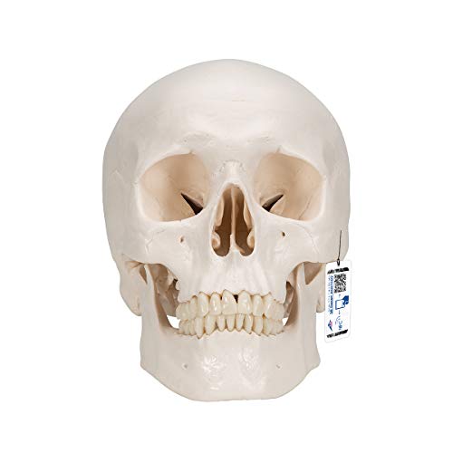 3B Scientific Totenkopf-Modell aus Kunststoff, 3 Part Classic Model, 1 von 3B Scientific